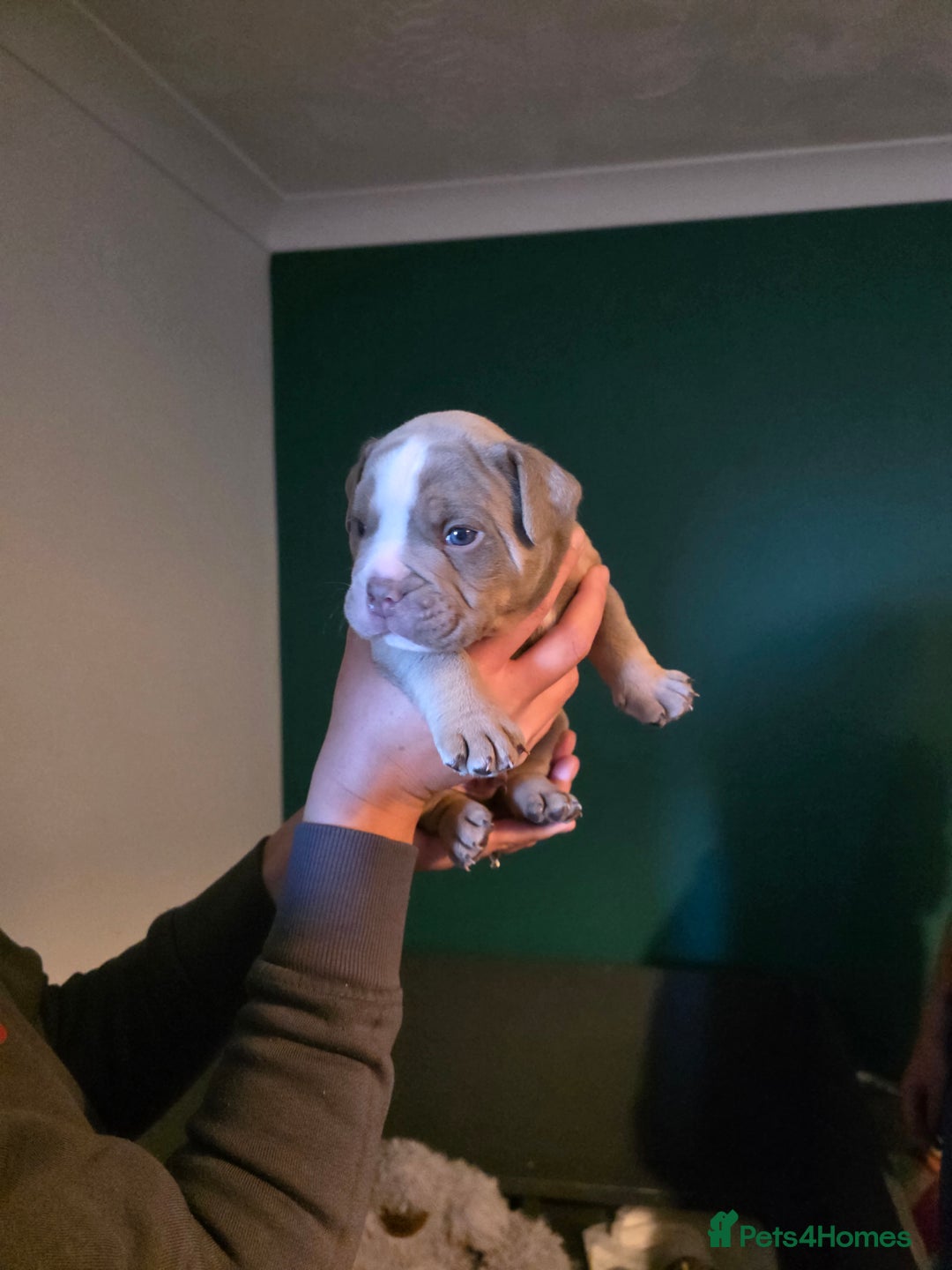 Olde English Bulldogge dogs for sale: Beautiful olde english Bulldogge pups  - Advert 20