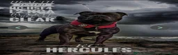 Staffordshire Bull Terrier dogs for sale: KC Reg Staffordshire Bull terrier puppies  - Advert 16