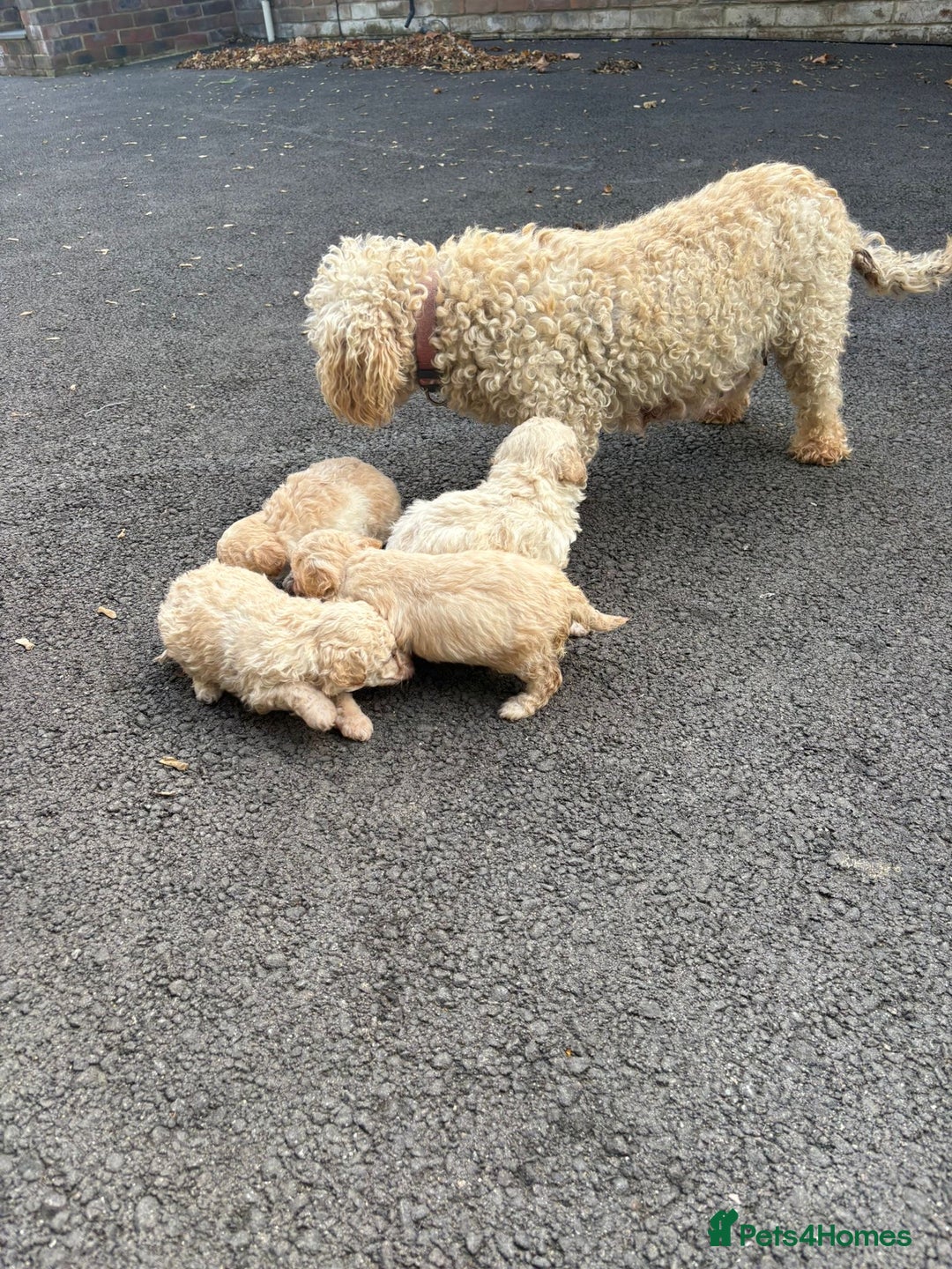 Toy Poodle dogs for sale: Toy Poodle Pups with Lovely Temperaments - Image 21