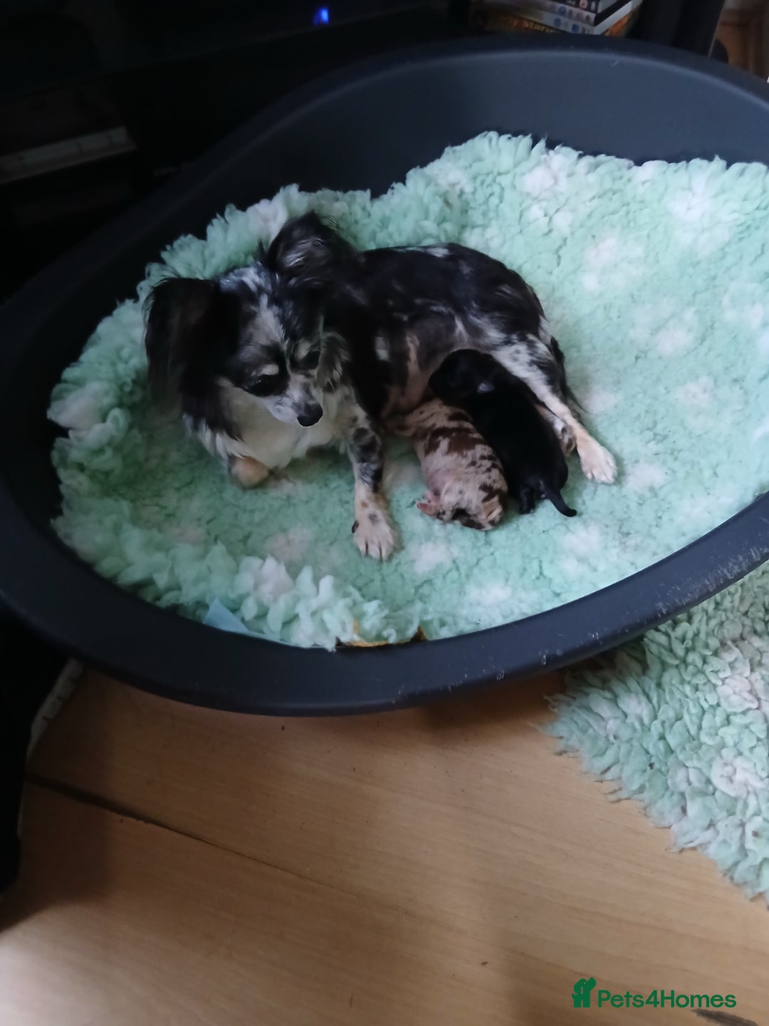 Chihuahua dogs for sale: Rare!! chocolate merle girl and black n tan boy - Advert 12