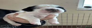 English Springer Spaniel 1