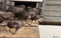 Chickens poultry for sale: Silkies,Bantam oldenglish game,bantam gold Welbar  - Image 6