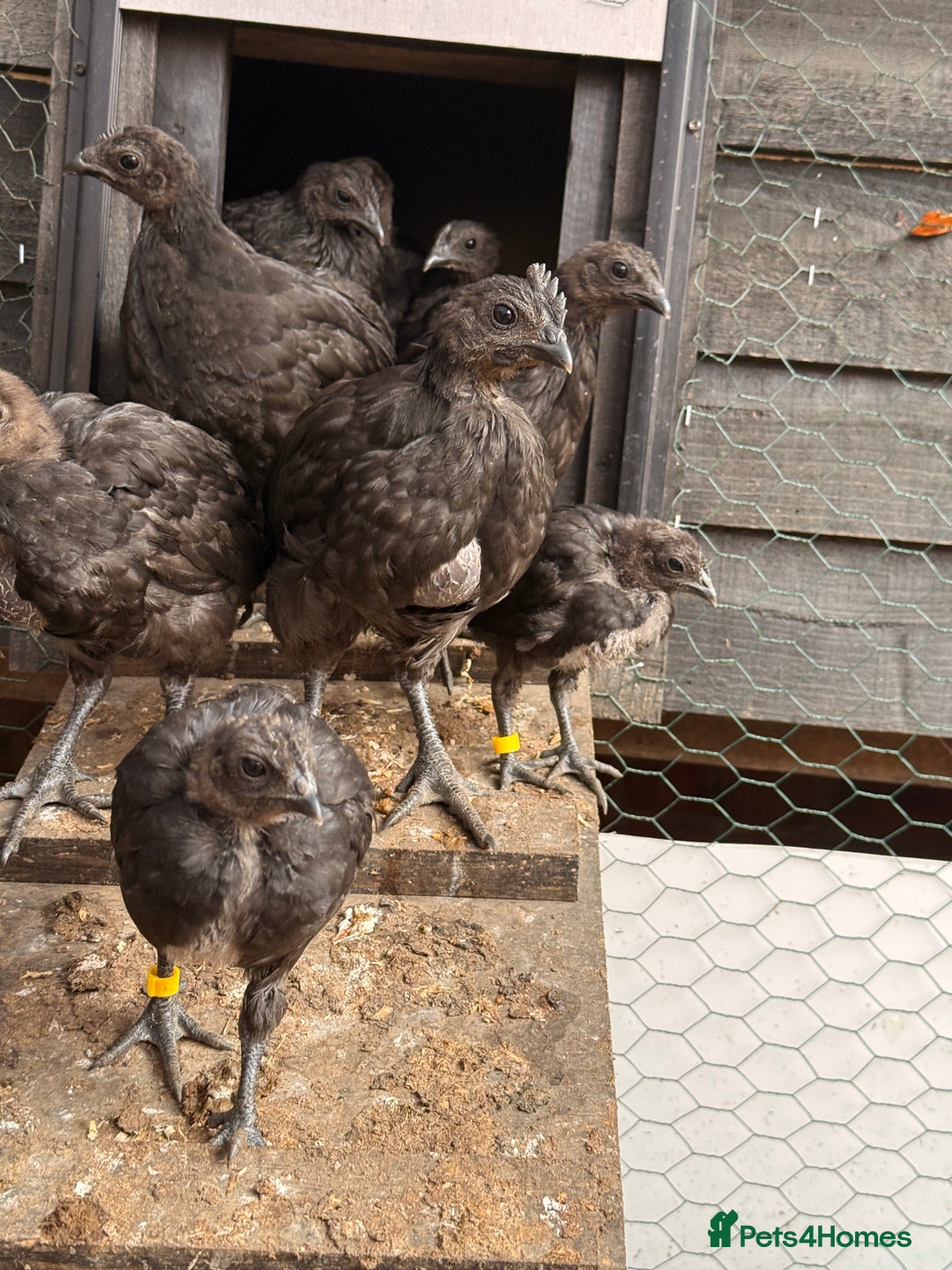 Chickens poultry for sale: Silkies,Bantam oldenglish game,bantam gold Welbar  - Image 6