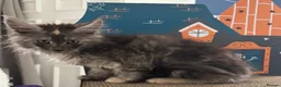 Maine Coon cats for sale: Beautiful mc kittens great personalities - Advert 5