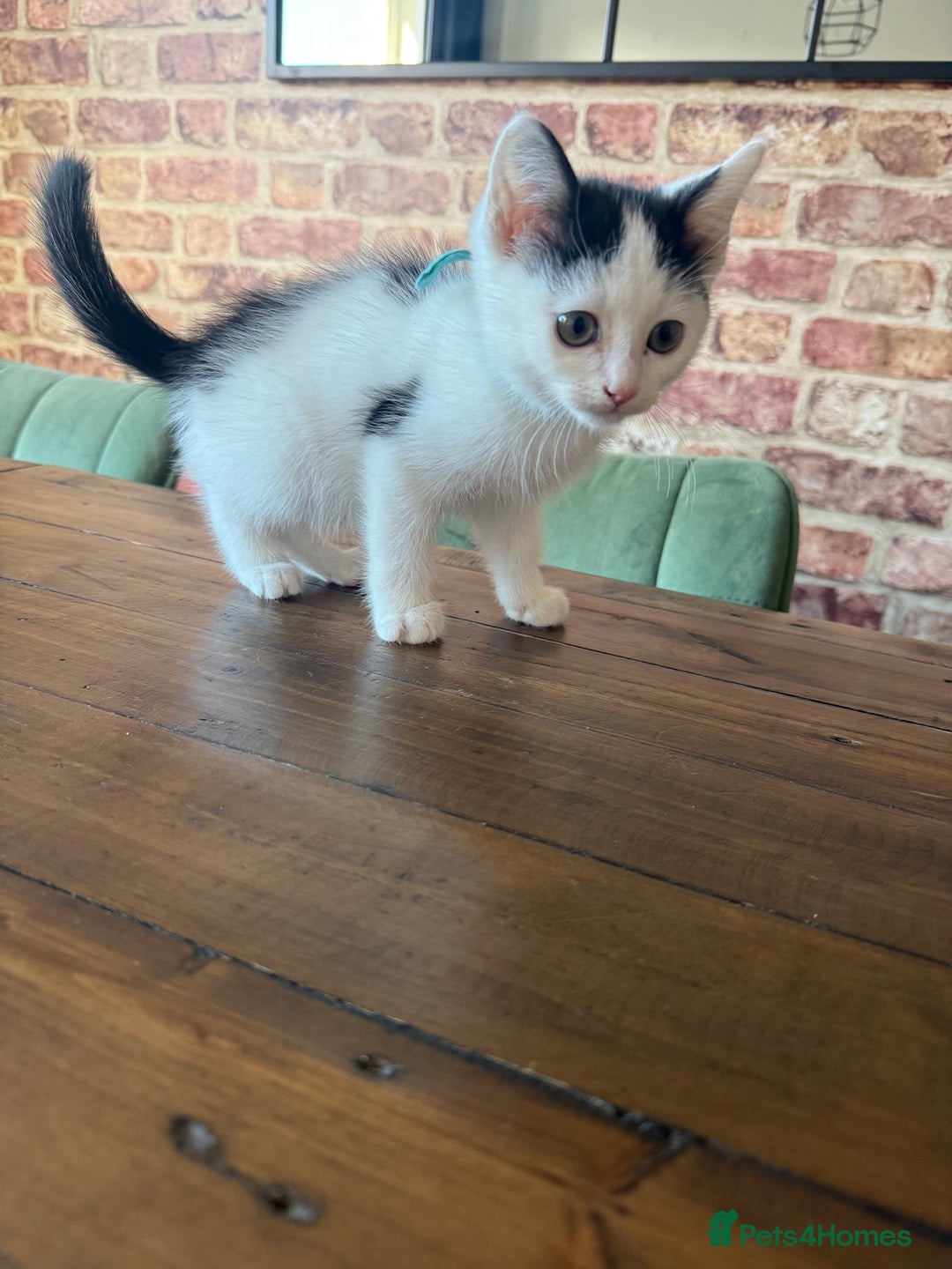 Ragdoll cats for sale: Ragdoll mix boy kitten last in litter reduced £375 - Advert 4