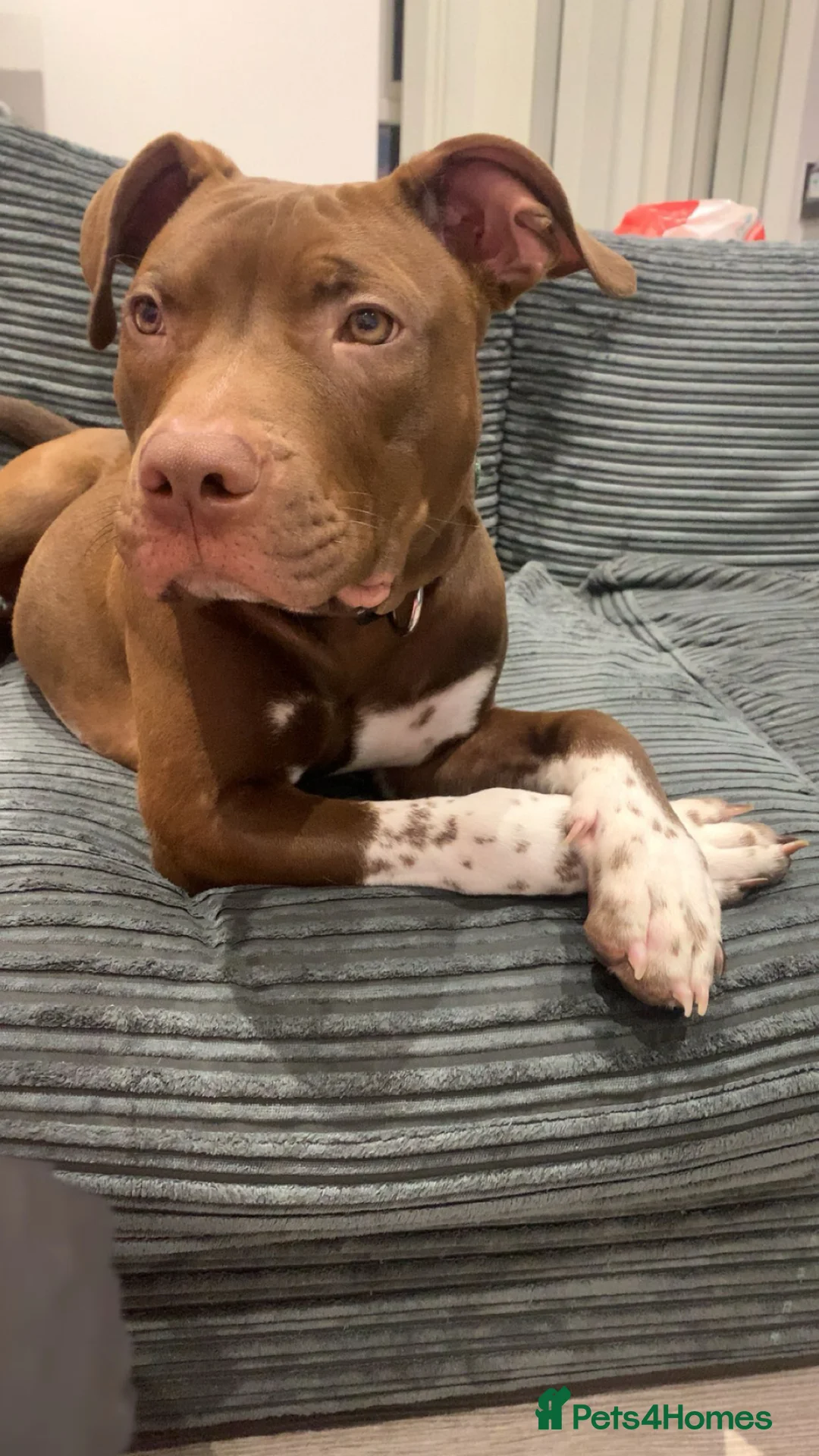 Mixed Breed dogs for sale: Marlowe - Advert 1