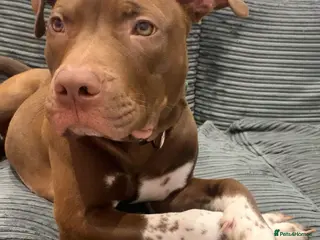 Mixed Breed dogs Marlowe - Advert 2