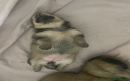 Pomeranian dogs for sale: 3 stunning girls  - Image 6