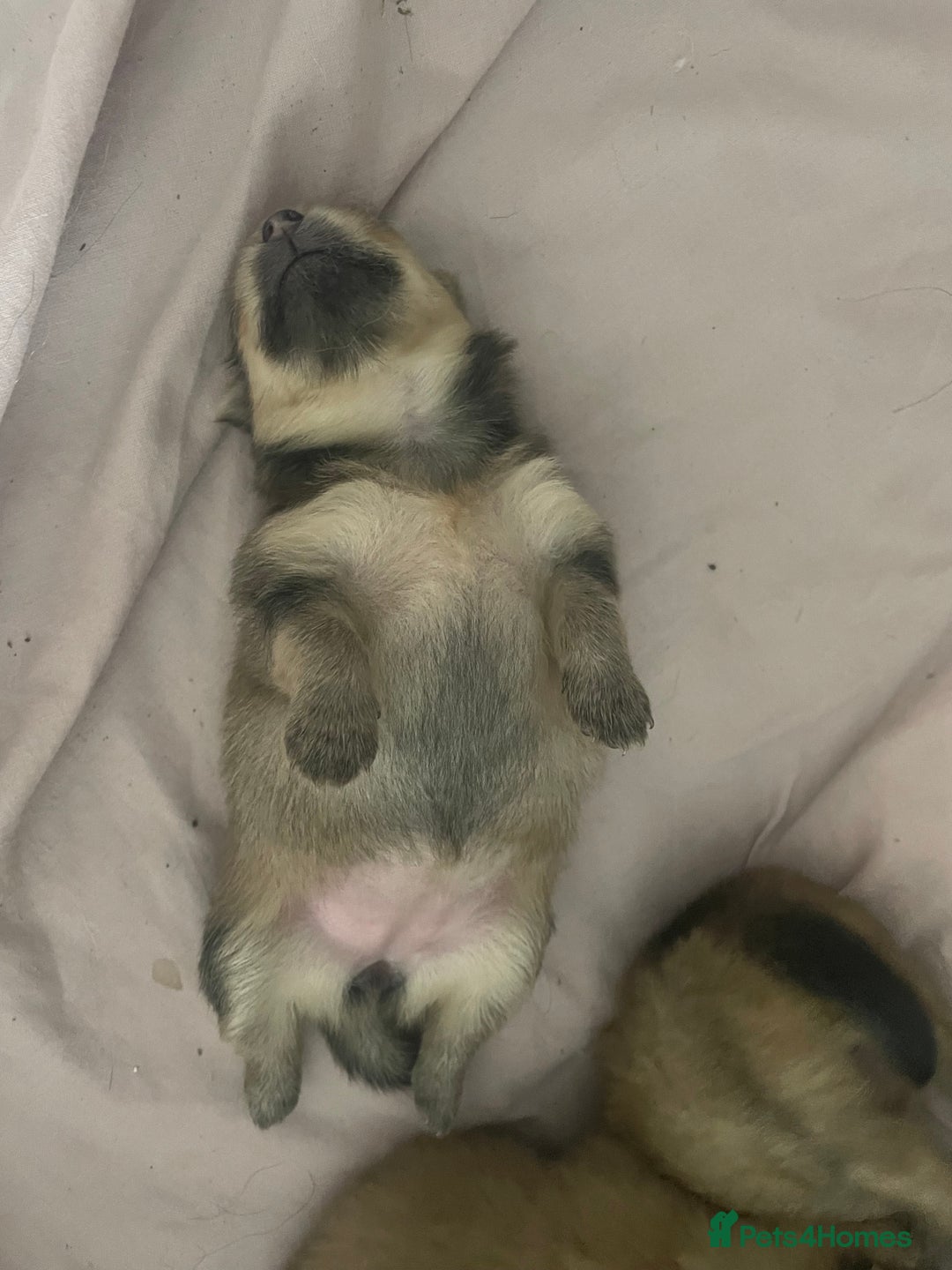 Pomeranian dogs for sale: 3 stunning girls  - Image 6