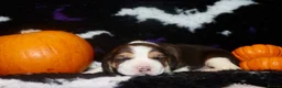Beagle dogs for sale: Champion sired beagle puppies - Advert 4