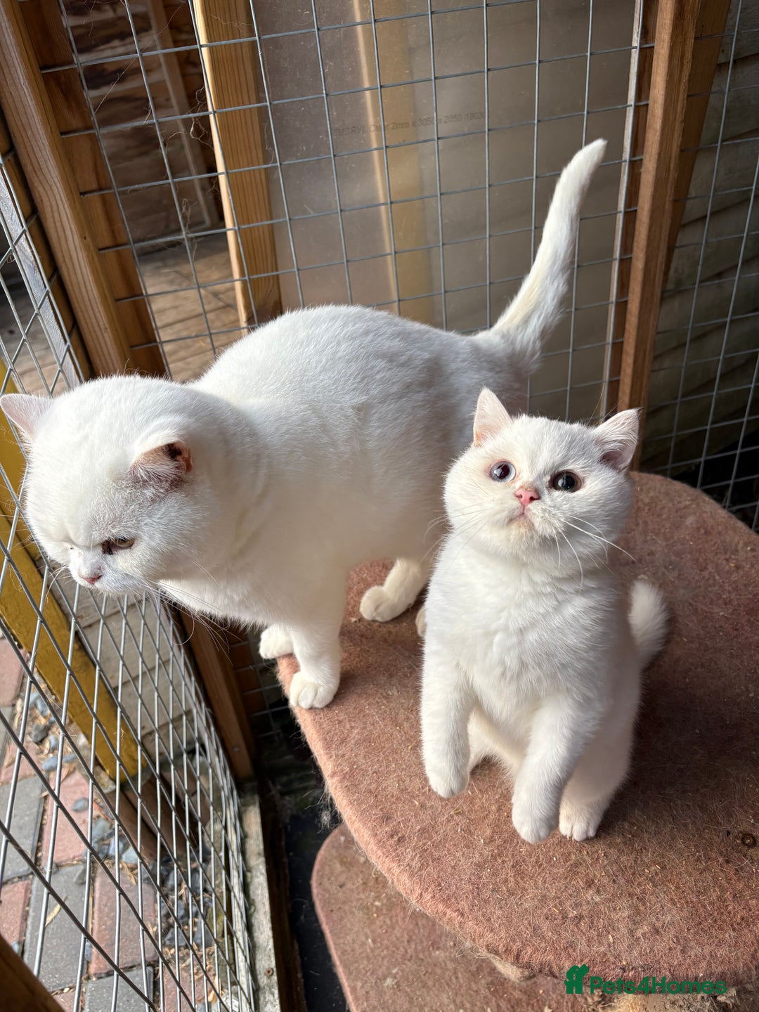 British Shorthair cats for sale: British Shorthair kittens - Image 6