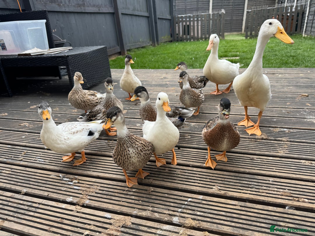 Ducks poultry for sale: Call ducks - Image 2