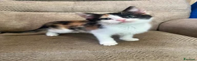 White Calico Female