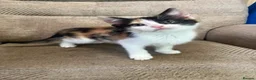 Mixed Breed cats for sale: 5 Gorgeous Kittens in Halifax - Advert 15