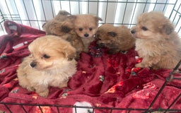 Pomapoo dogs for sale: Pomapoo puppies  - Advert 7