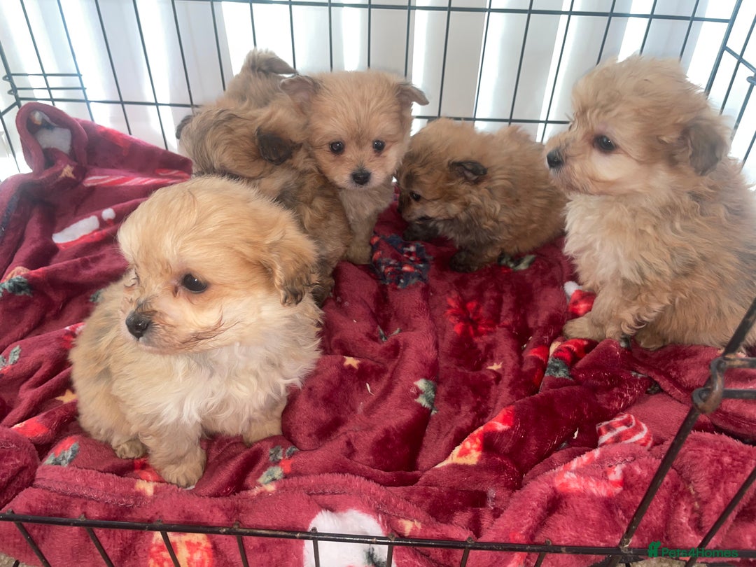 Pomapoo dogs for sale: Pomapoo puppies  - Advert 7