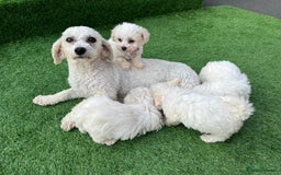 Poodle dogs for sale: Poodles pups for forever home - Image 17