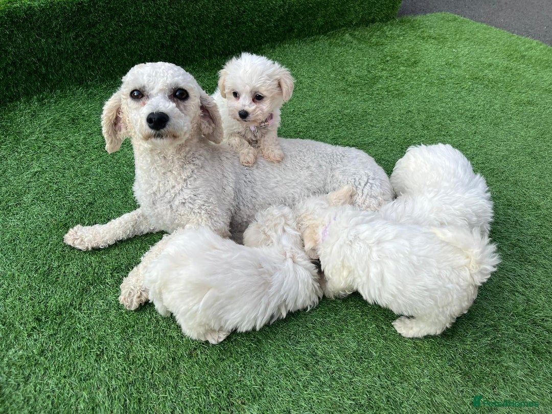 Poodle dogs for sale: Poodles pups for forever home - Image 17