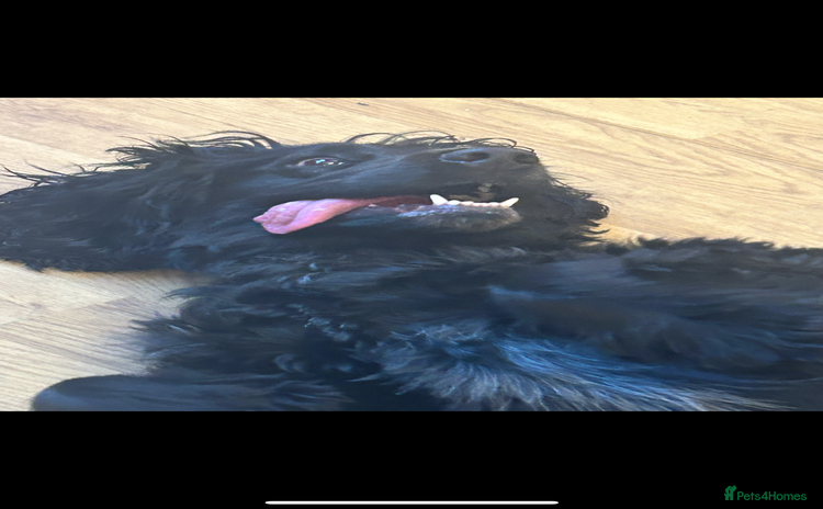 Cocker Spaniel dogs - Advert 1
