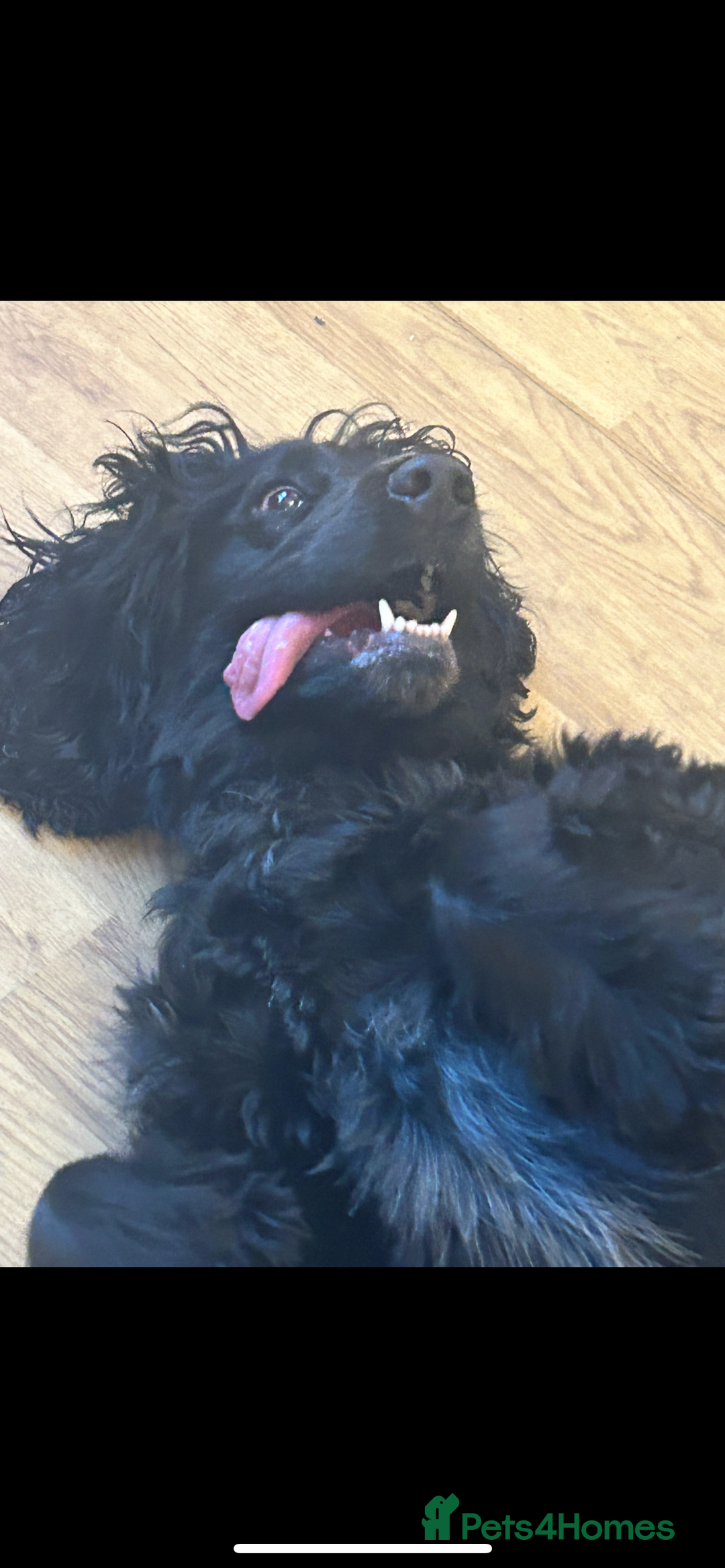 Cocker Spaniel dogs for sale: 3 year old cocker spaniel  - Image 1