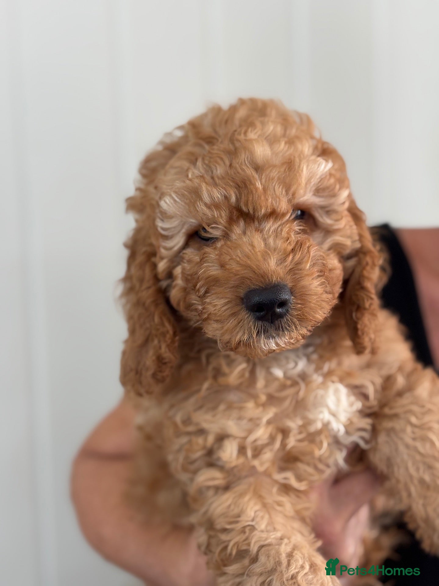 Cockapoo dogs Adorable out standing health checks - Advert 1