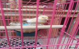 Canaries birds for sale: STAFFORD HERLIQUEEN RED FACTOR DIMORPHIC birds - Image 10