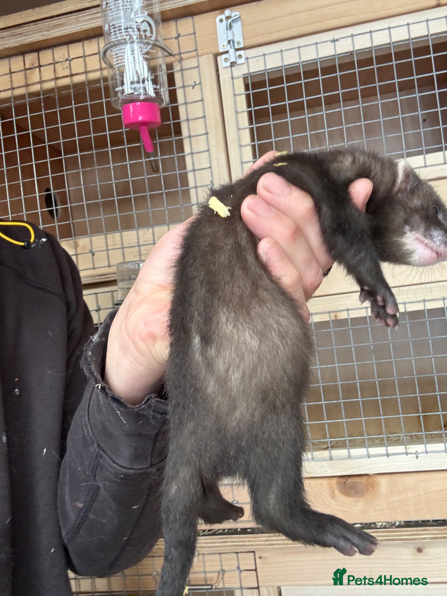 Ferret rodents for sale: Black line  in Cardiff - Advert 5