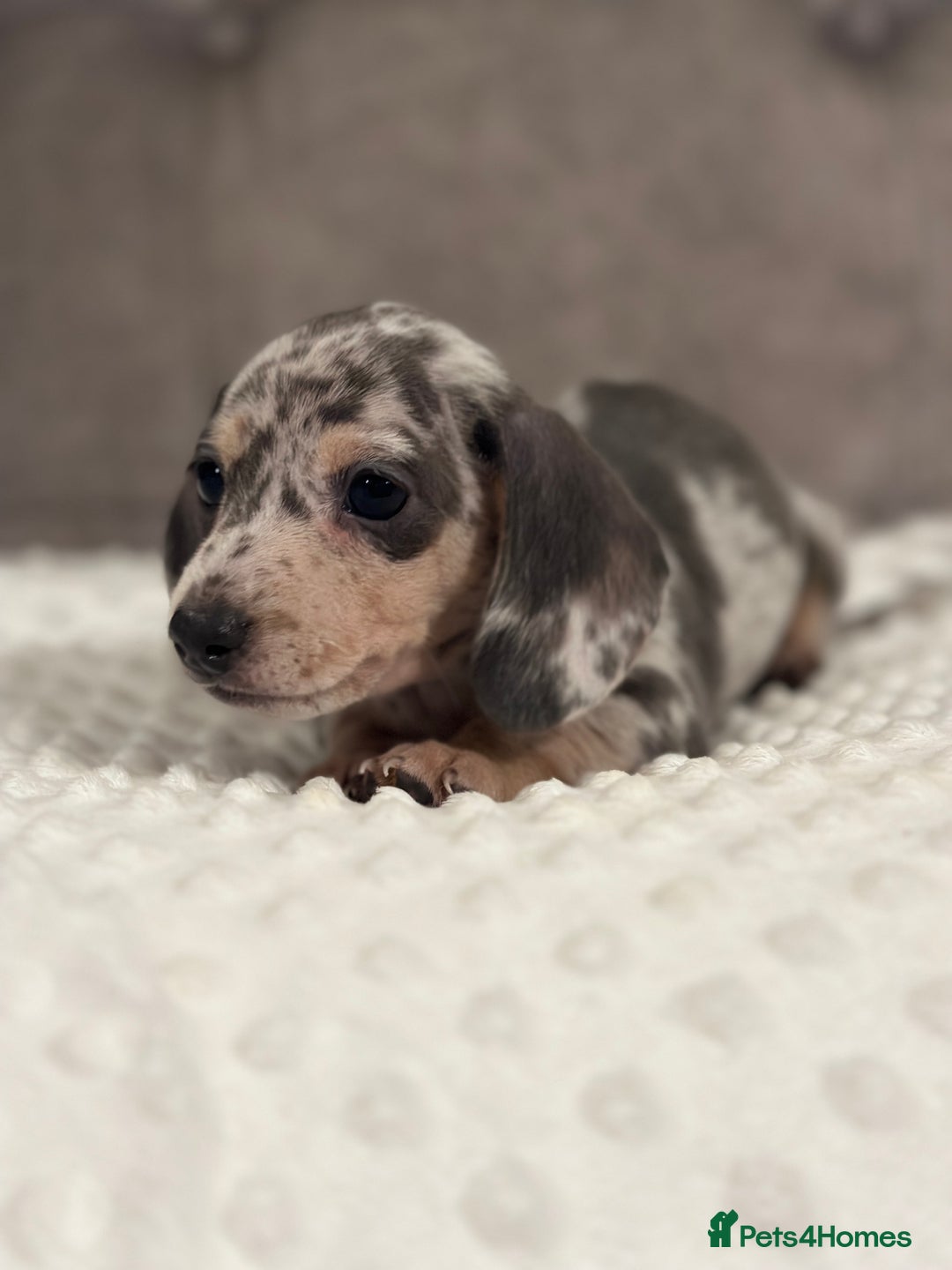 Miniature Dachshund dogs for sale: KC blue & cream dapple miniatu dachshunds last boy - Advert 13