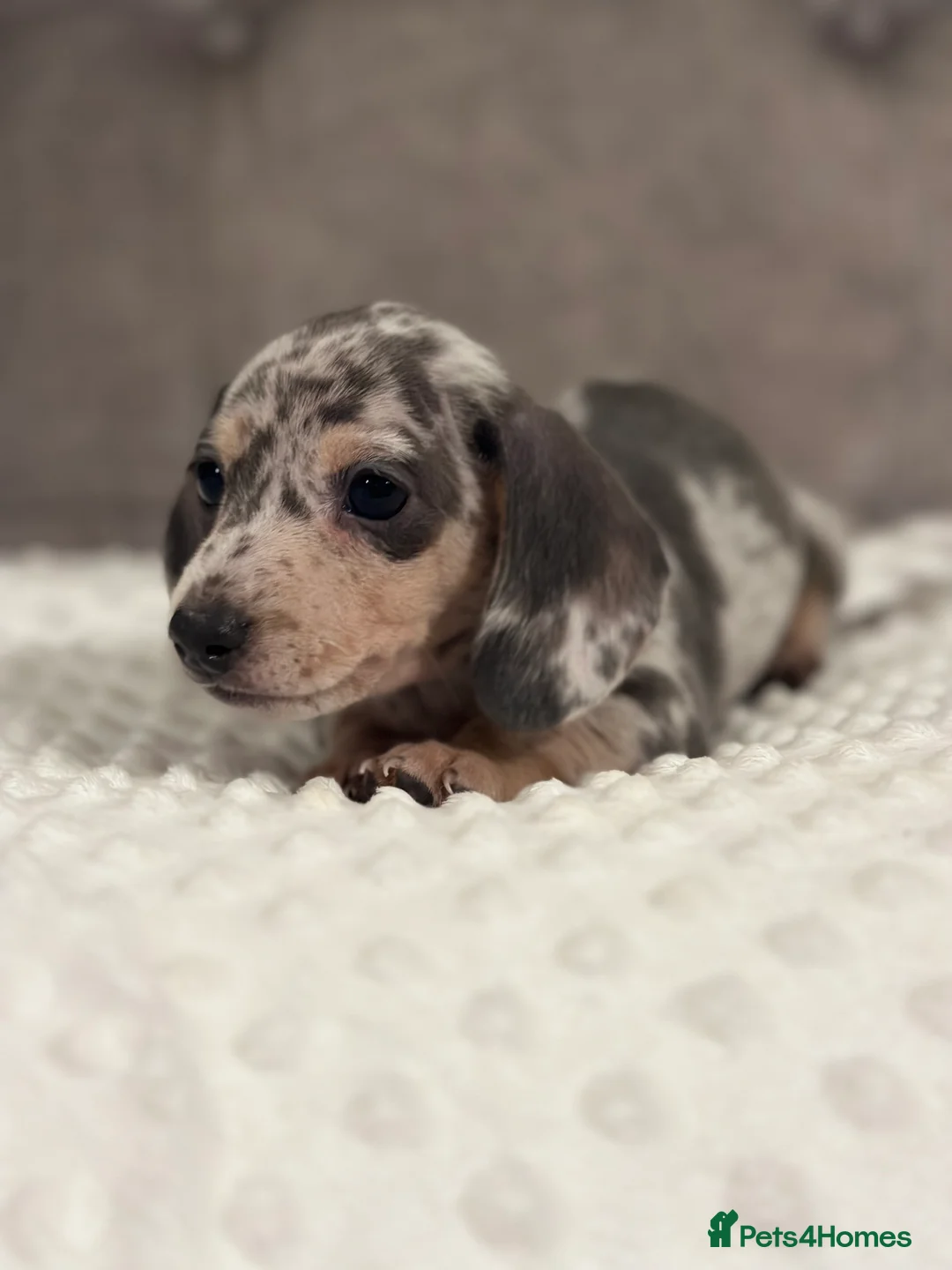 Miniature Dachshund dogs for sale: KC READY NOW DAPPLE minature DACHSHUNDS    - Advert 13
