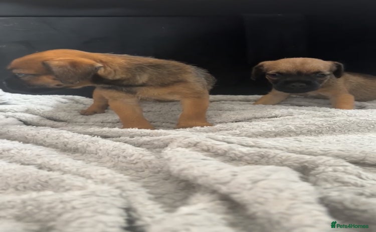 Border Terrier dogs - Advert 12