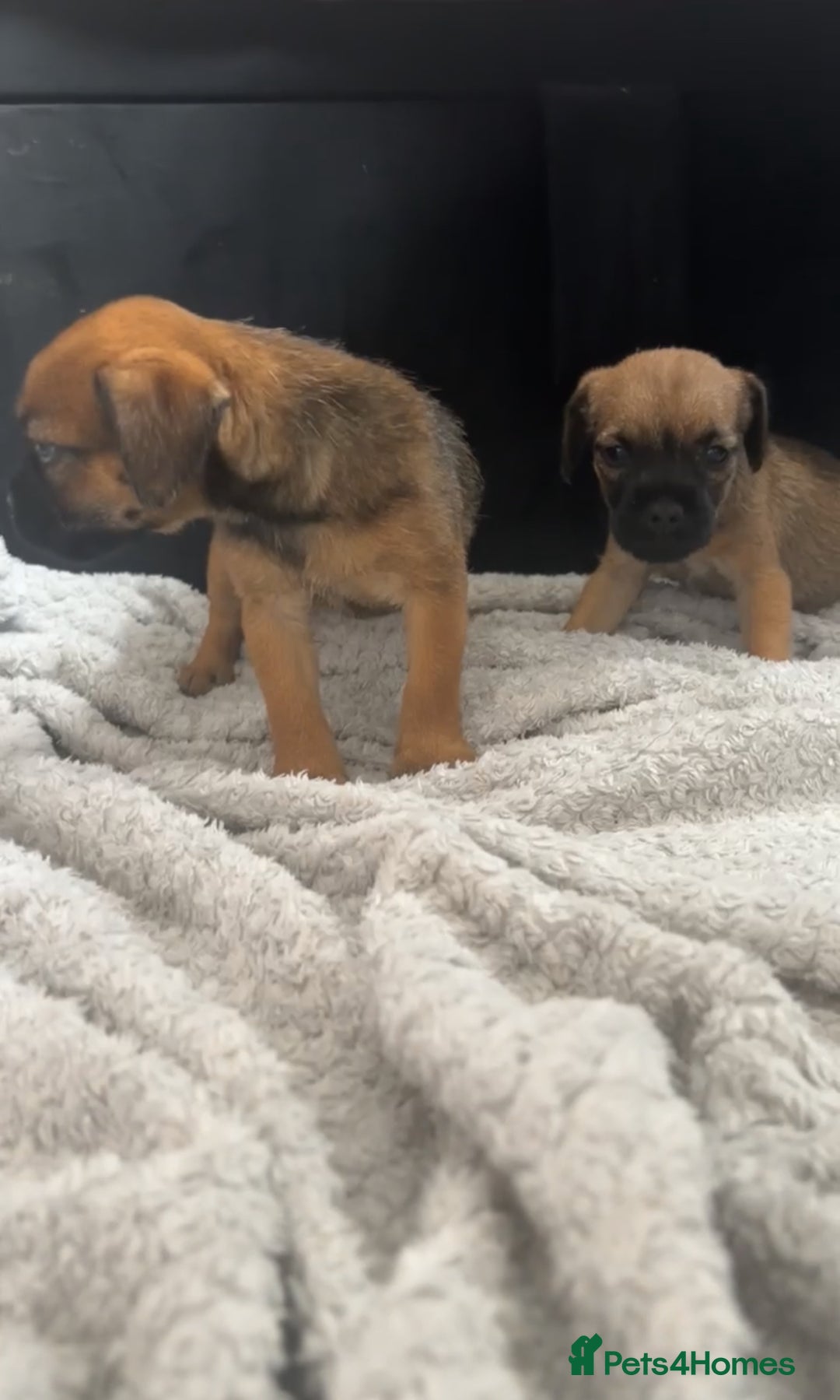 Border Terrier dogs for sale: 2 Lovely border pups - Image 1