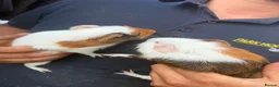 Guinea Pig rodents for sale: Guinea pigs  - Advert 3