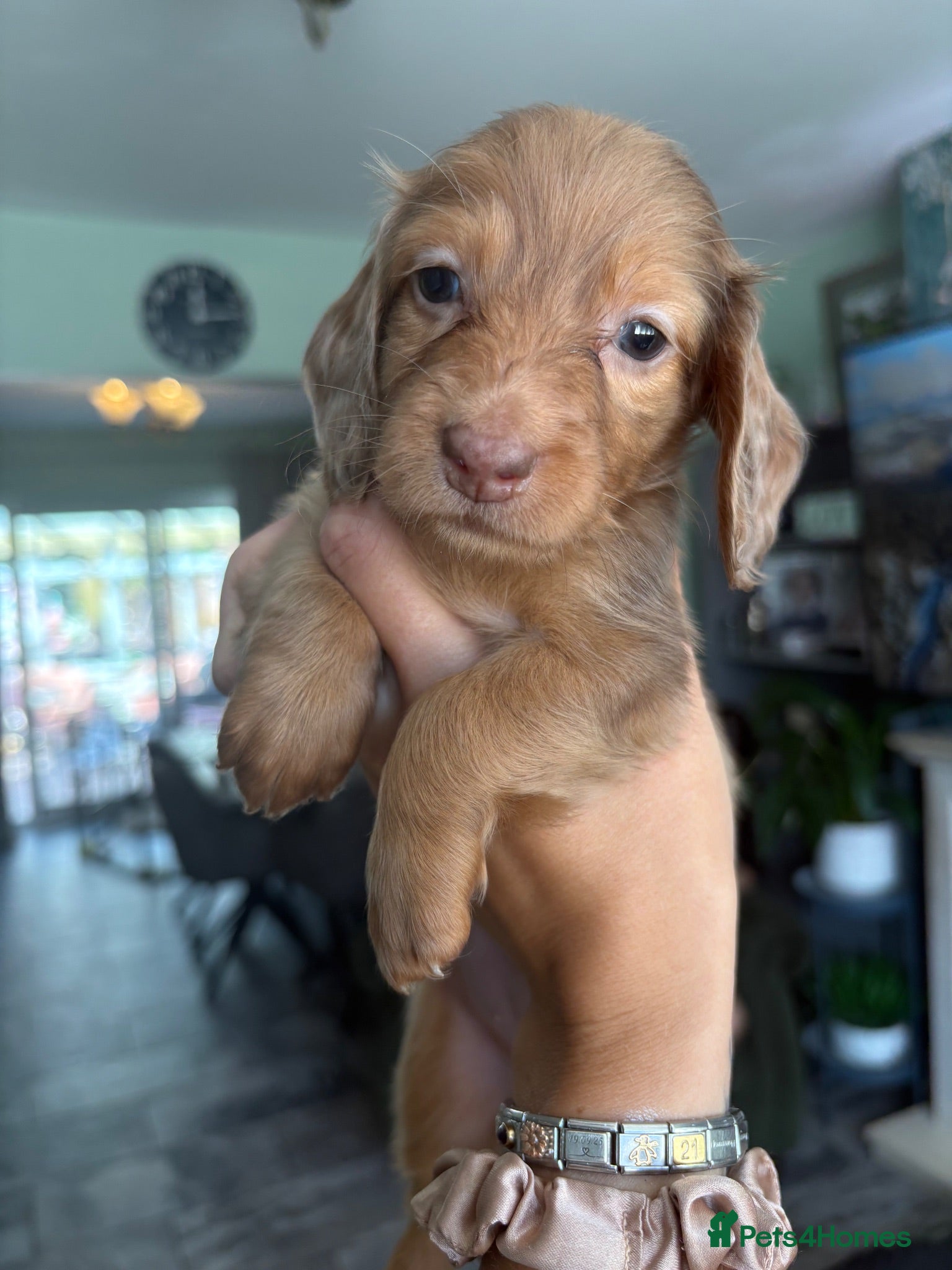 Dachshund dogs READY NOW! Beautiful Dachshund Puppies - Advert 1