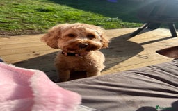 Cockapoo dogs for sale: Mabel – 3-Year-Old Cockapoo  - Image 7