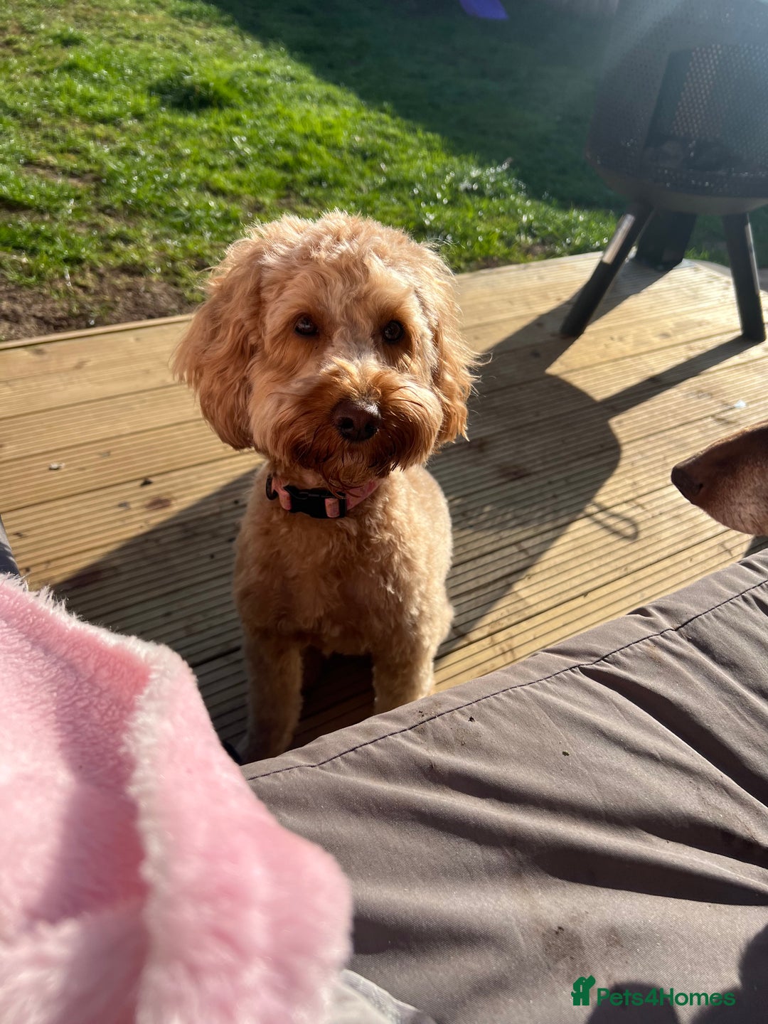 Cockapoo dogs for sale: Mabel – 3-Year-Old Cockapoo  - Image 7