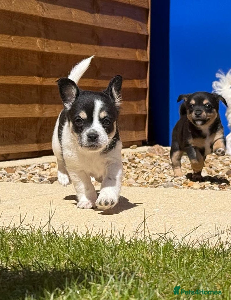 Jack Chi dogs Jackchi for sale 3 left  - Advert 2