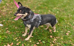 Mixed Breed dogs for adoption: 💖🐶 BUKA 🐶💖 - Image 17