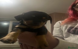 Mixed Breed dogs for sale: Dachshund crosses for sale  - Image 4