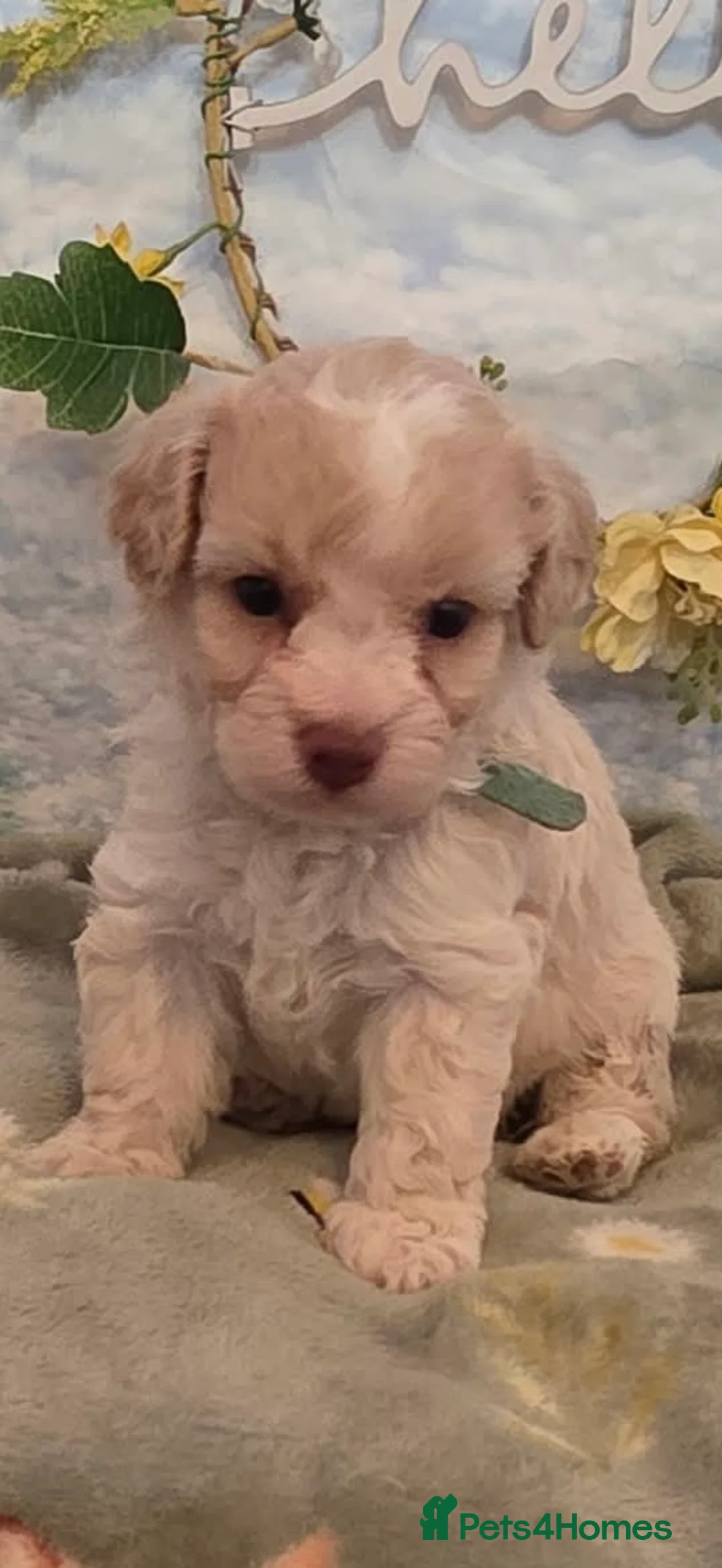 Cavapoo dogs for sale: Stunning  toy cavapoos available  - Advert 1
