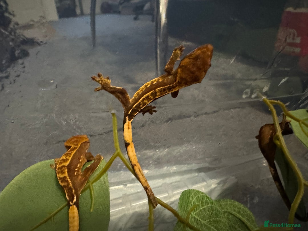 Gecko reptiles for sale: Baby crested geckos - Image 1