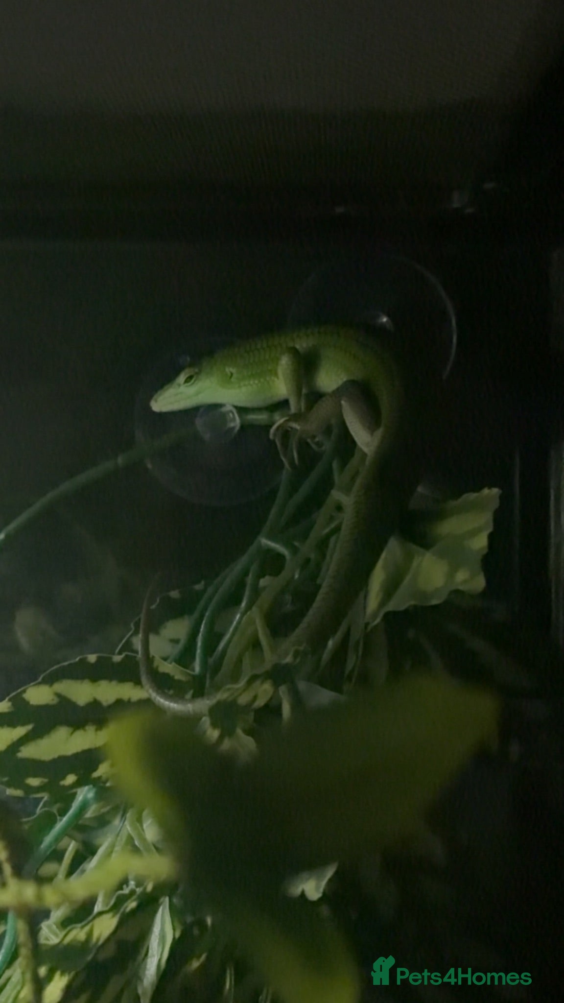Skink reptiles Emerald green tree skink for sale  - Advert 15