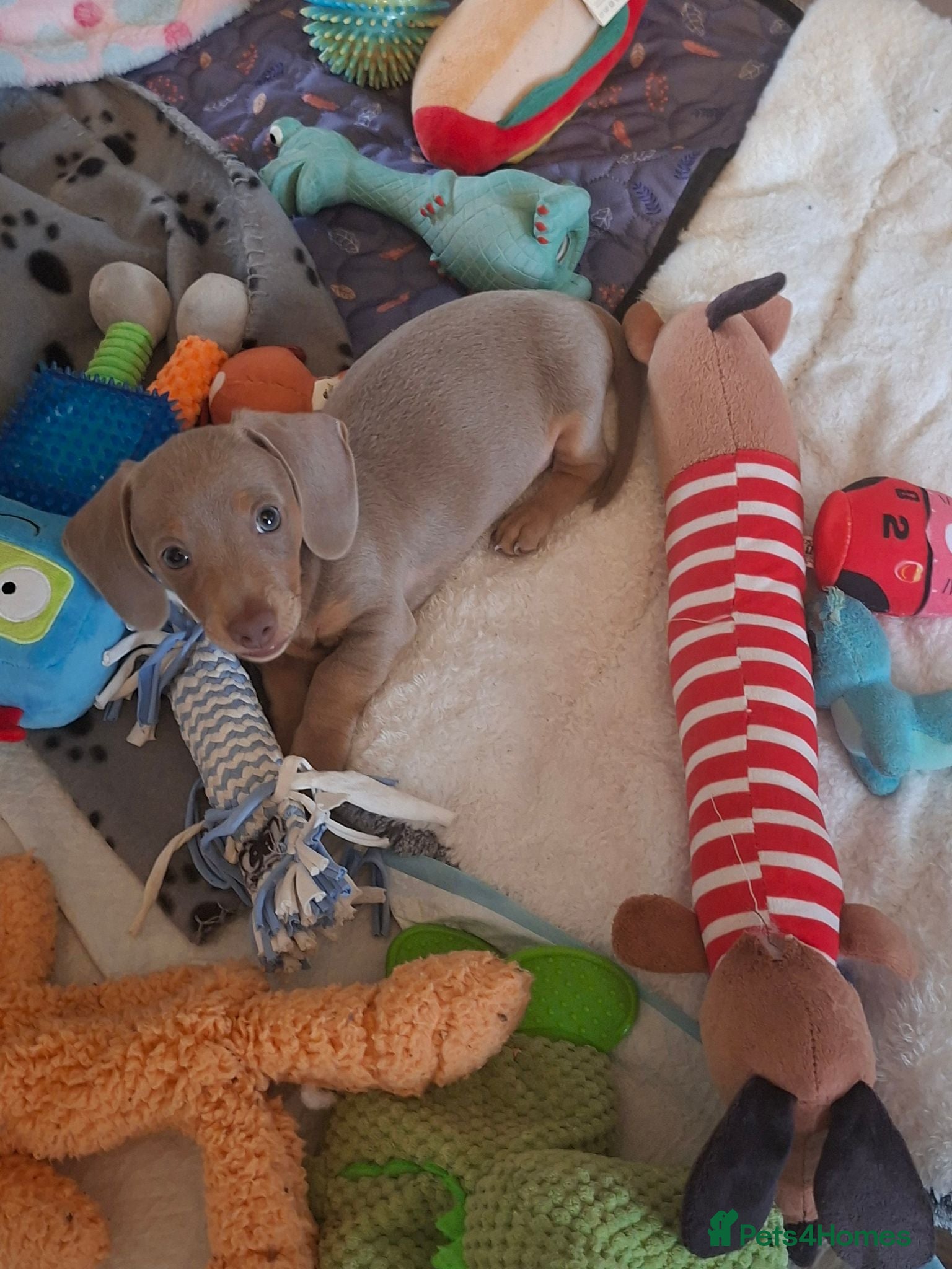 Miniature Dachshund dogs Stunning isabella and tan boy ready now - Advert 4