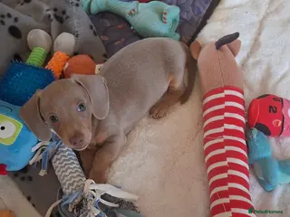 Miniature Dachshund dogs Stunning isabella and tan boy ready now - Advert 4