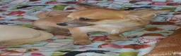 Chihuahua dogs for sale: Peanut and Lil Bear  - Advert 13