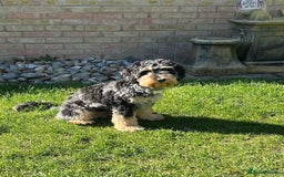 Cockapoo dogs for sale: Reggie the Blue Merle Tri coloured Cockerpoo  - Image 6
