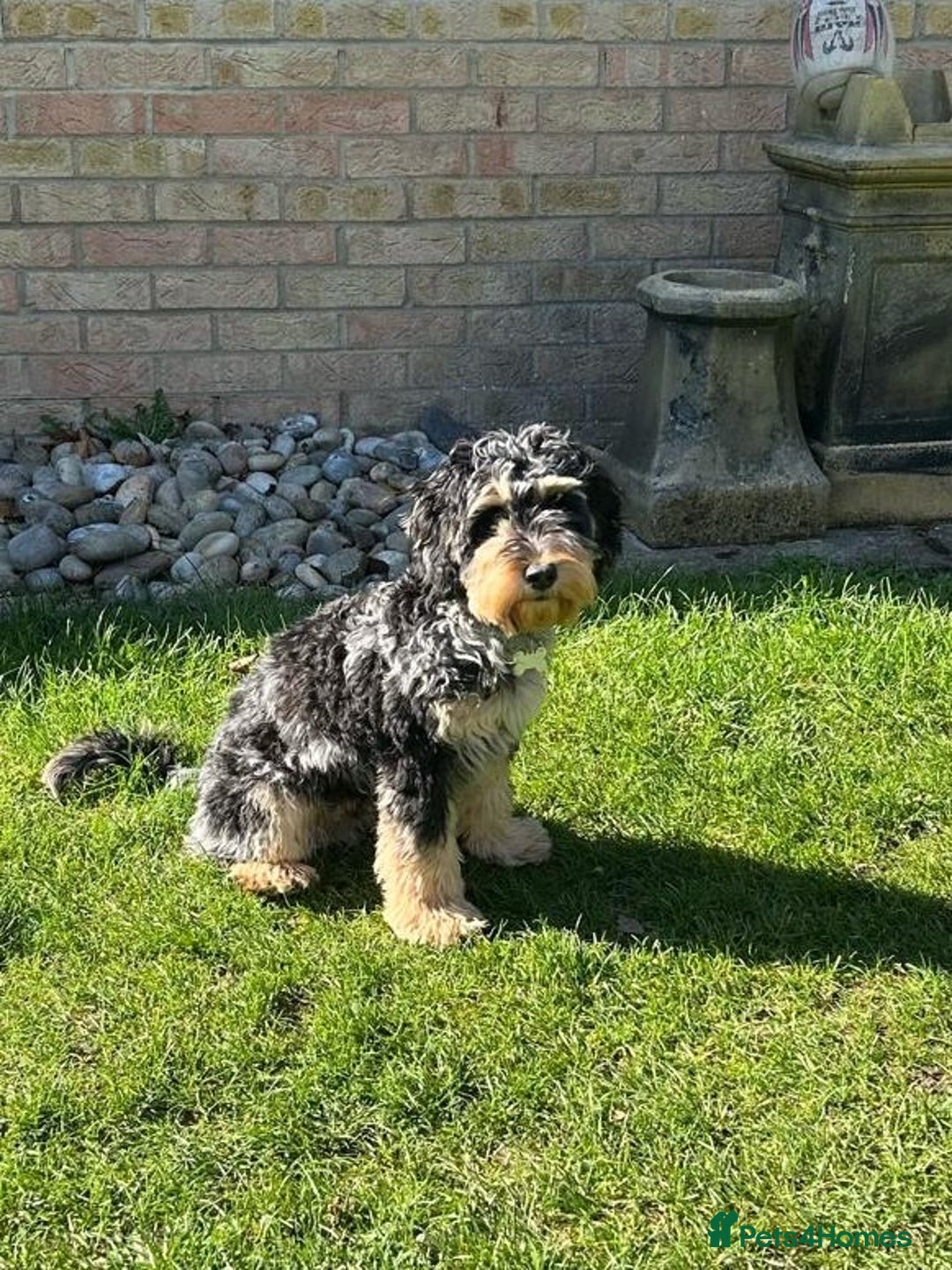 Cockapoo dogs for sale: Reggie the Blue Merle Tri coloured Cockerpoo  - Image 6