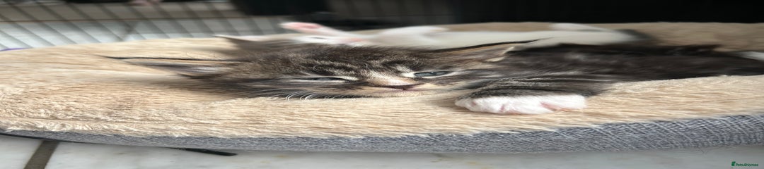 Maine Coon Kitten 3