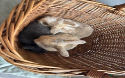 Mini Lop rabbits for sale: Mini Lops - Image 5