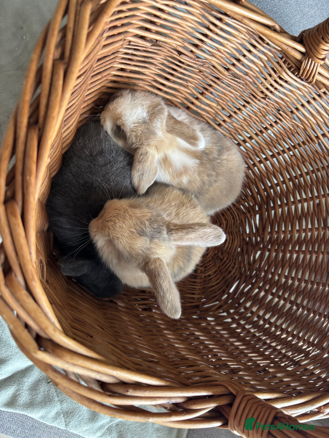 Mini Lop rabbits for sale: Mini Lops - Image 5