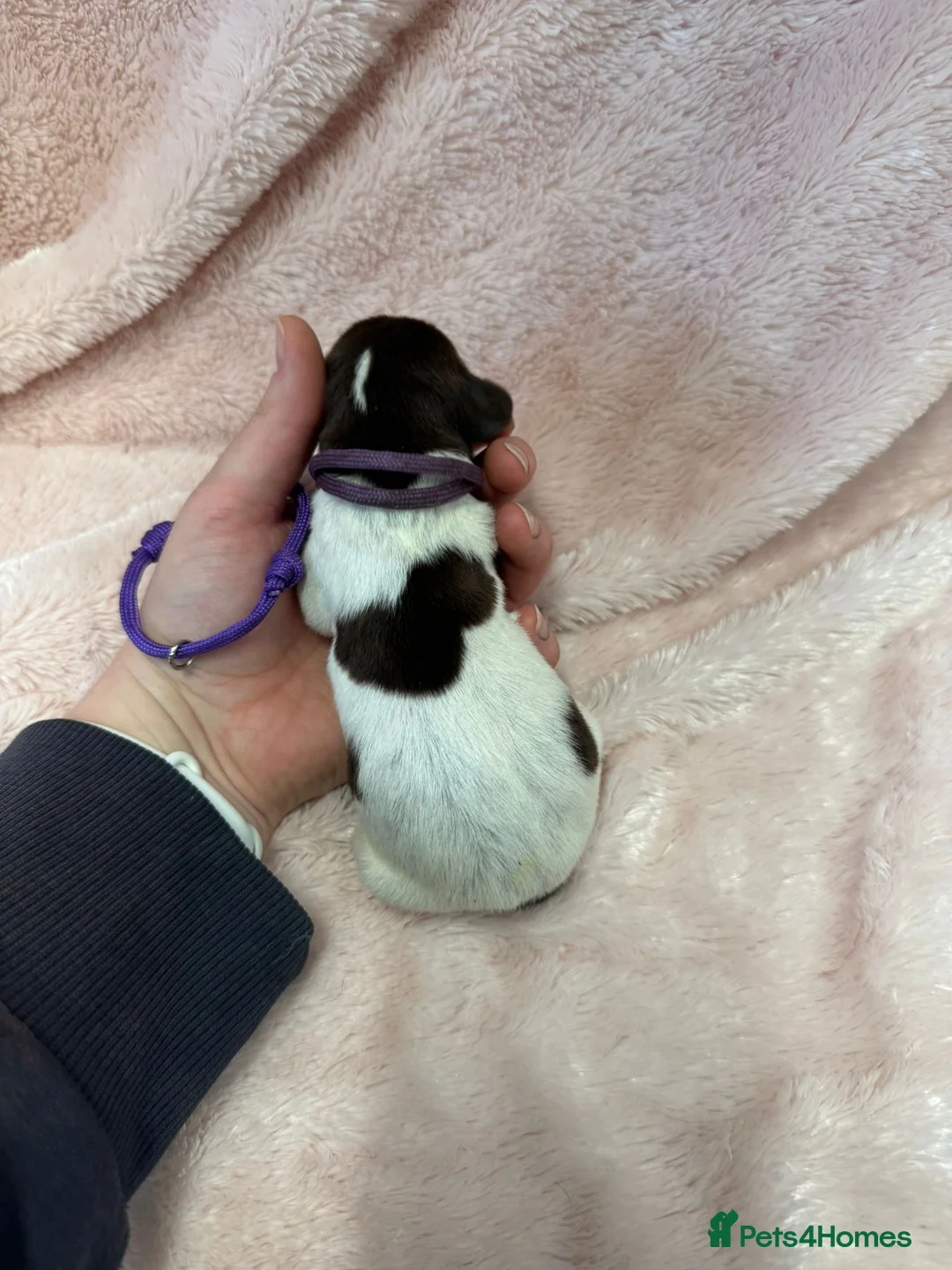 German Shorthaired Pointer dogs for sale: Gorgeous Green Short Haired Pups - Serbian Blood - Advert 5